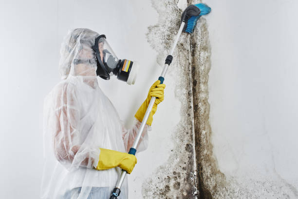 Best Attic Mold Removal  in Lakeview, CA